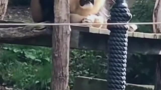 Funniest video compilation. Ever!!!!