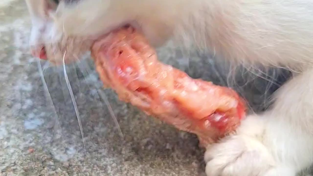 cat eats a bone