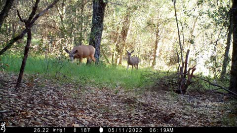 Mountain Lion Scrapes