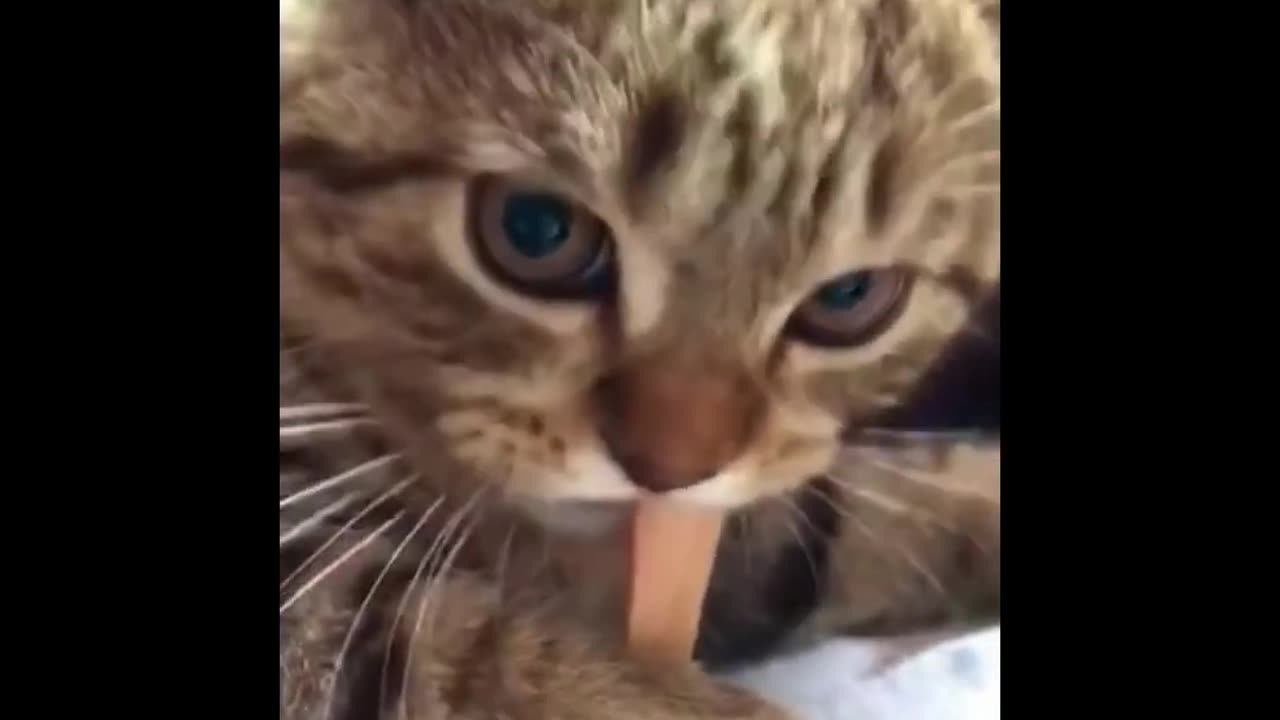 Catversations in a Hissy Fit - Meow for a Furr-ocious Heads-up!