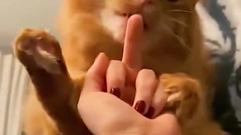 cats funny moments 😹