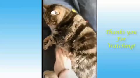 Fat Cat Refuses to Lie Flat