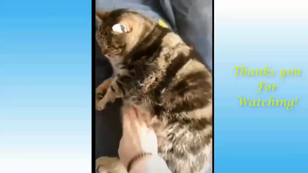 Fat Cat Refuses to Lie Flat