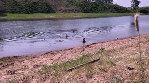 French bulldog escapes the heat in the river