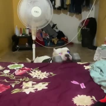 Strongest Dog In The World