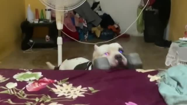 Strongest Dog In The World