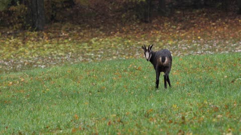 Animal# cute goat is eating something and standing in ground