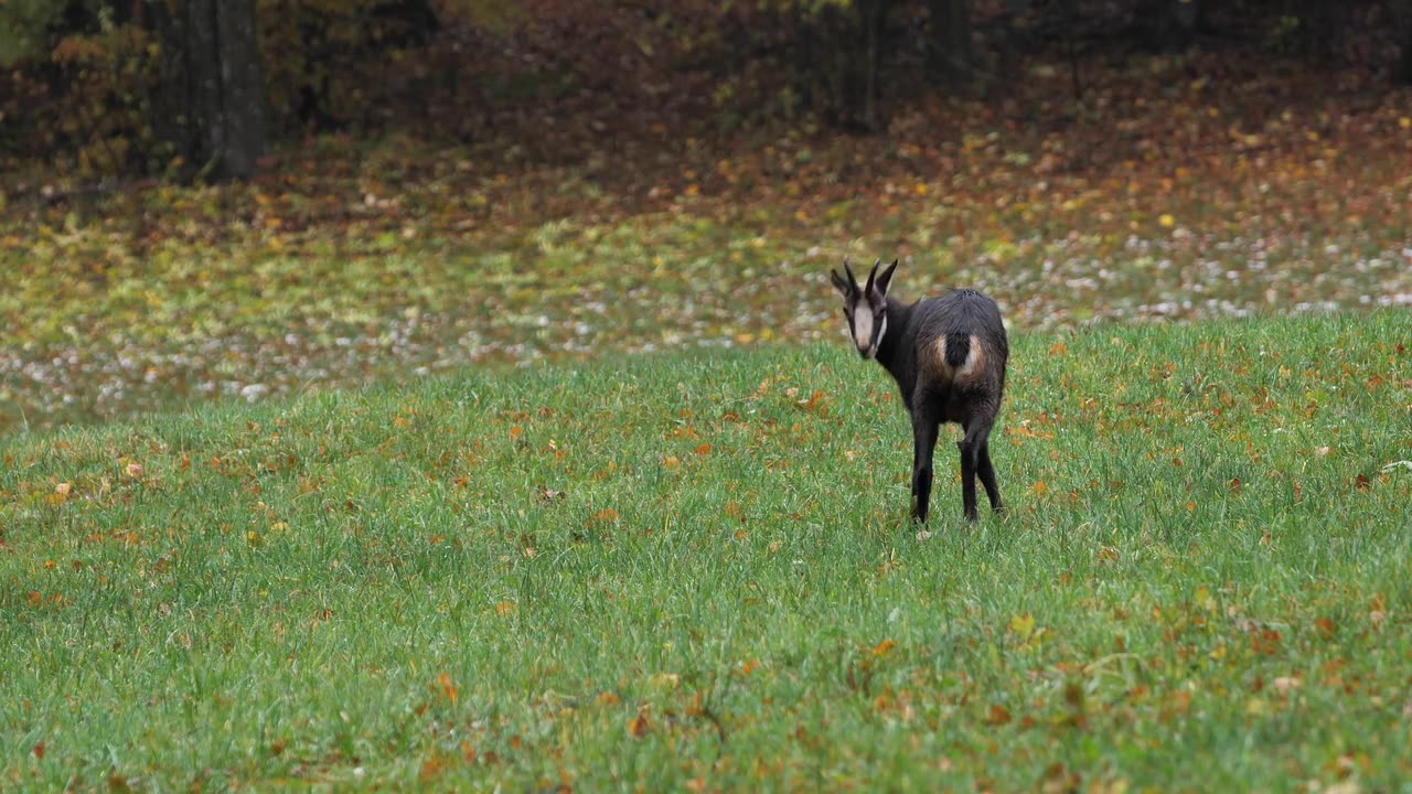 Animal# cute goat is eating something and standing in ground