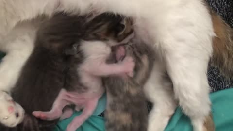 Kittens fighting for milk 🍼