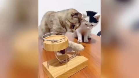 Best video of cat | more funny short