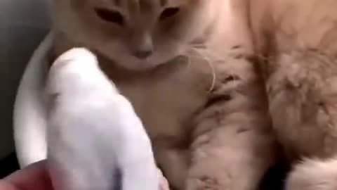 Funny cat videos 😂