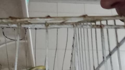 Calopsita feliz