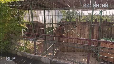 Monkey in the zoo catches food