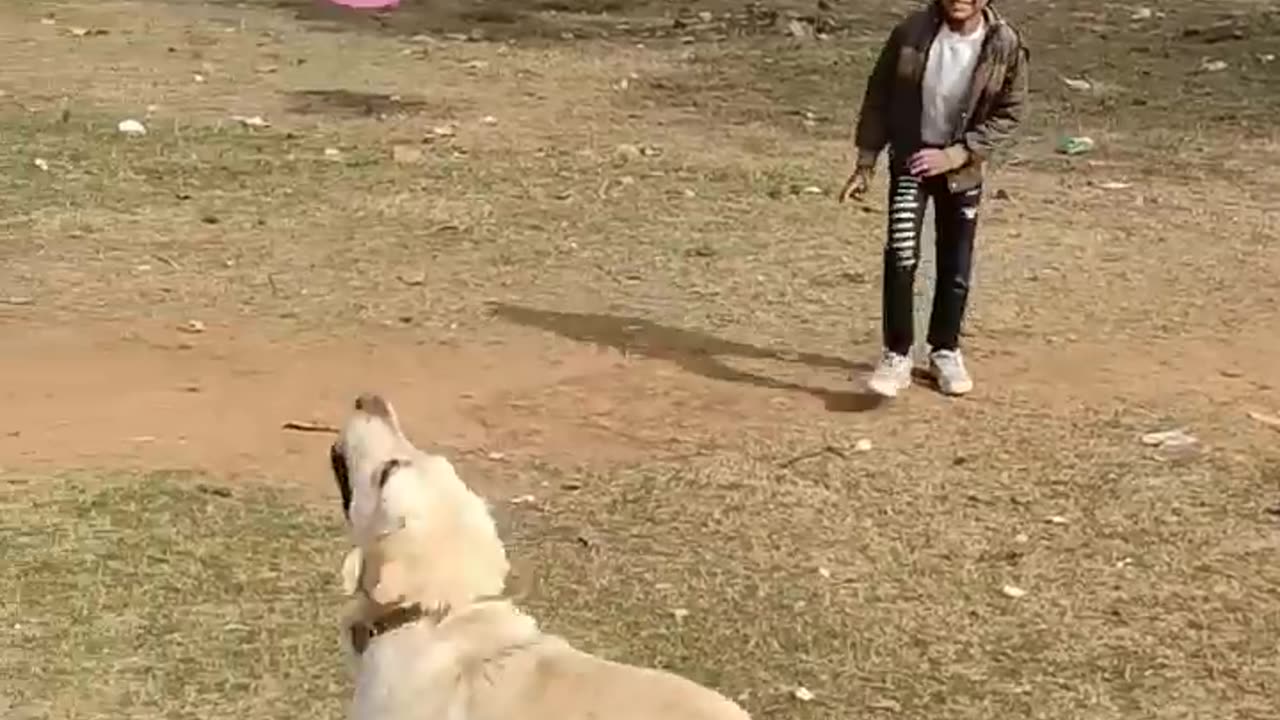 dog playin balloon cricket