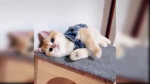 Baby cat funny video