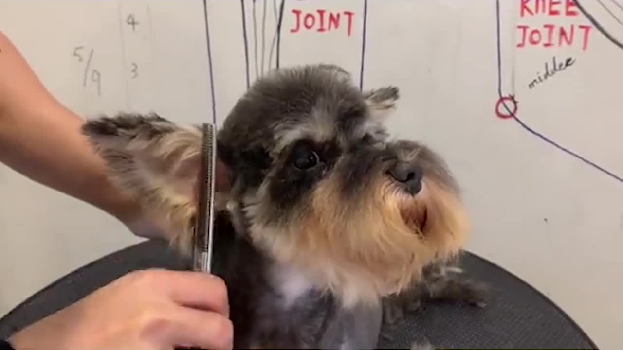 Schnauzer Puppy Grooming, Cute Schnauzer Dog Grooming - Puppy Groomy