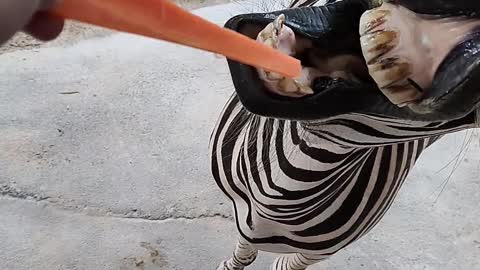 A zebra