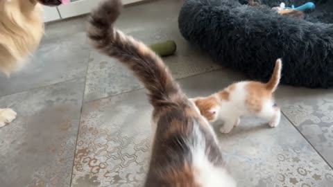 Mom Cat Shows Baby Kittens how to be friends with a Golden Retriever