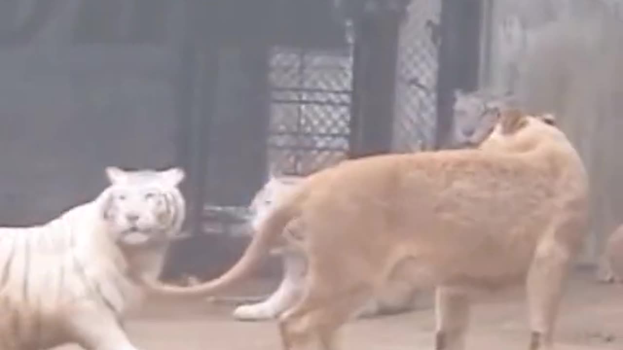 Lion vs tiger territory dispute