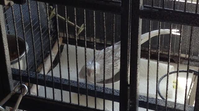 Cockatiel sings while taking a bath