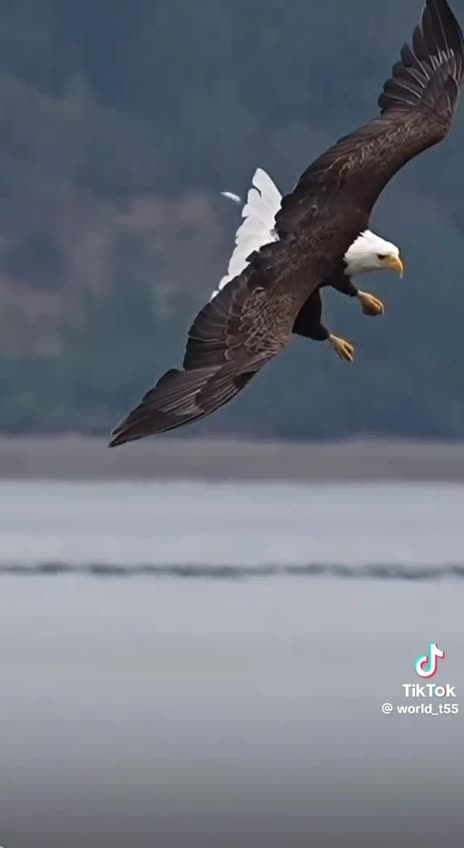 🇺🇸🇺🇸🇺🇸🇺🇸🇺🇸🇺🇸🇺🇸🇺🇸🇺🇸Thank you, Veterans! 🇺🇸🇺🇸🇺🇸🇺🇸🇺🇸🇺🇸🇺🇸🇺🇸