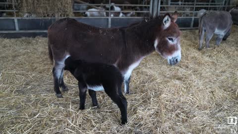 Raspberry had her foal -