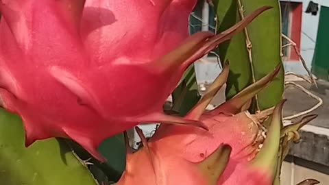 The dragon tree planted in his roof garden has borne fruit