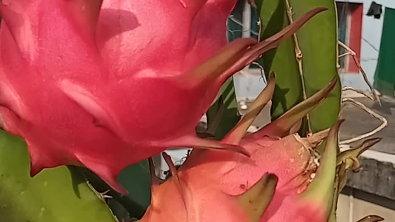 The dragon tree planted in his roof garden has borne fruit