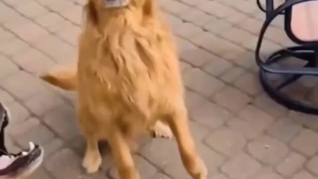 Funny pets videos.