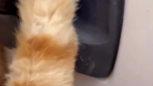 🐈🐈🐈 a cat asks for help because his hand is pinched