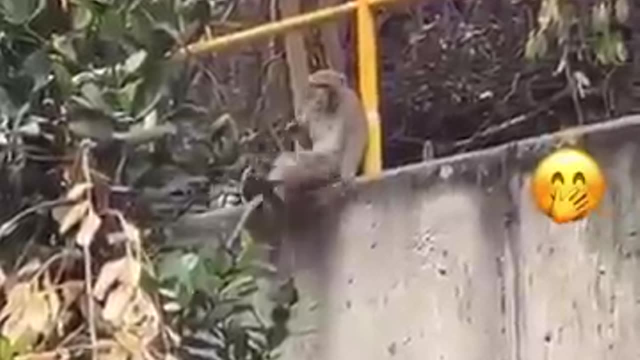 Funny animals video