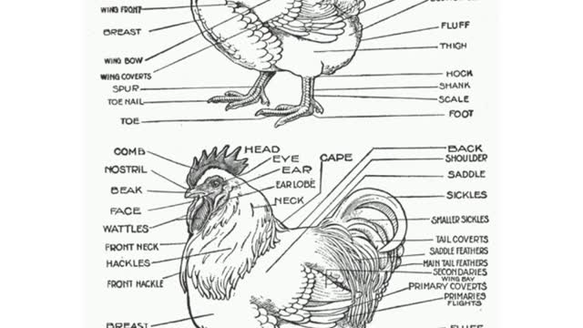 Types and classifications of farm animals, - (poultry)