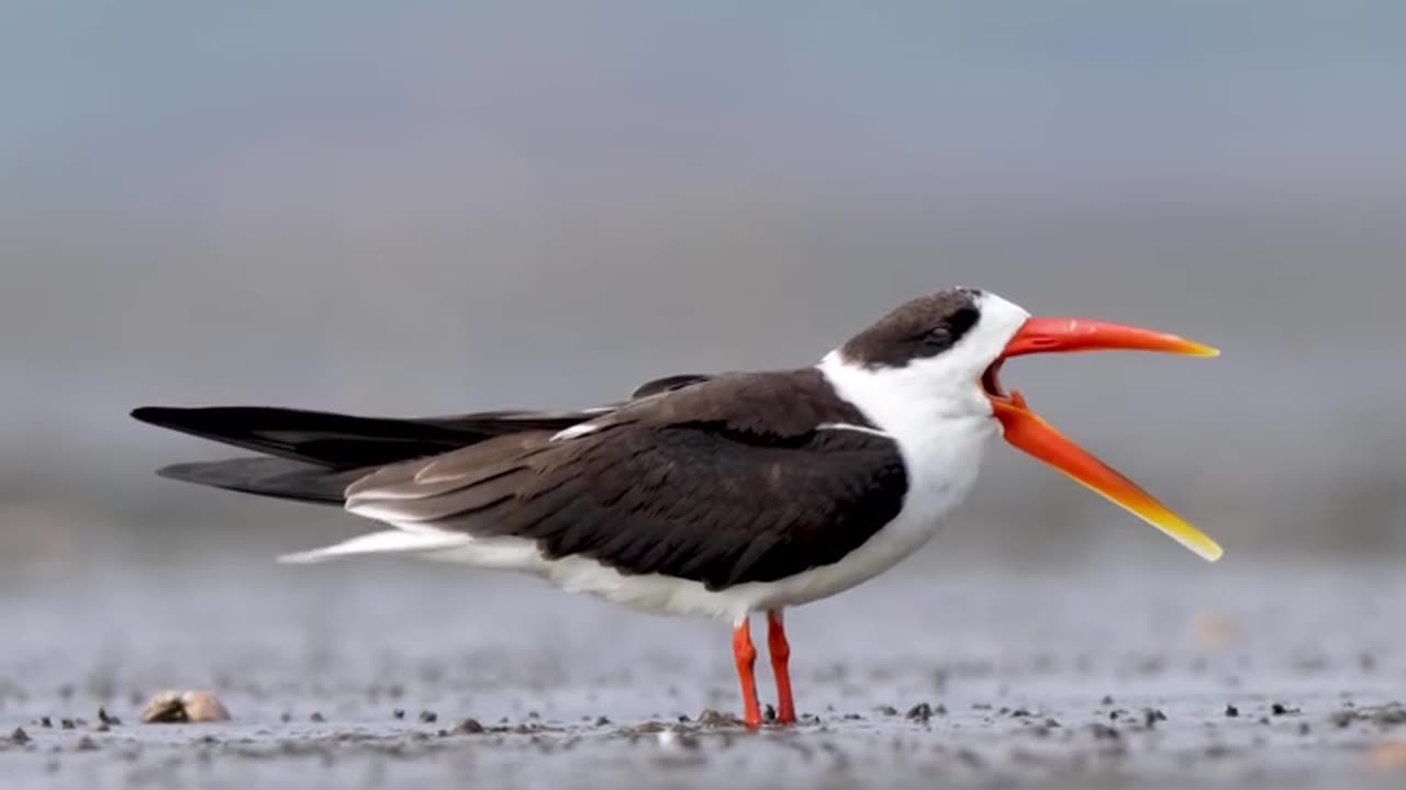 Sea Bird