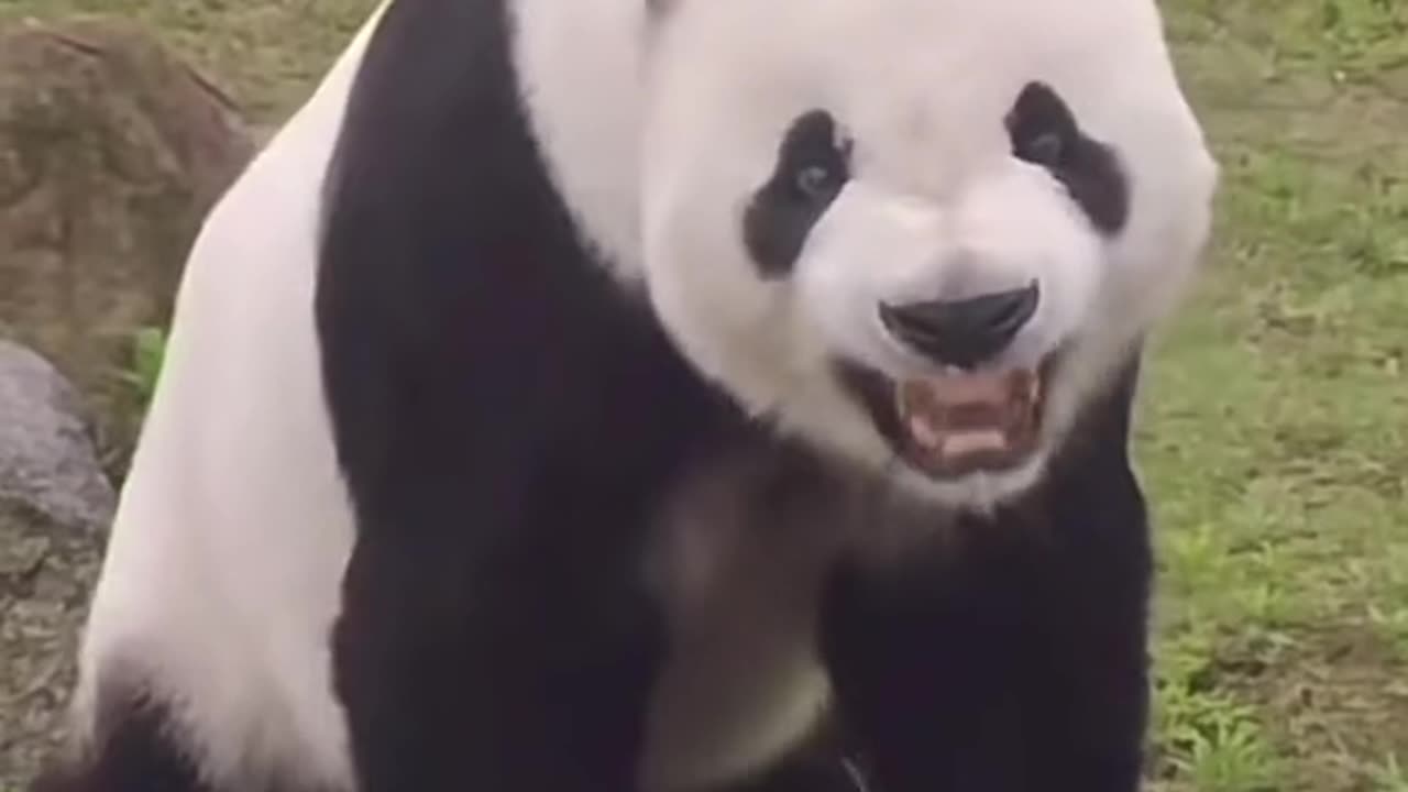 panda video