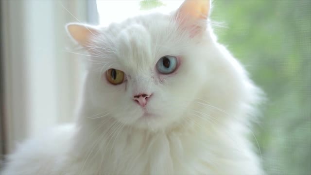 Domestic cat with complete heterochromia. White cat with different colored eyes is sitting