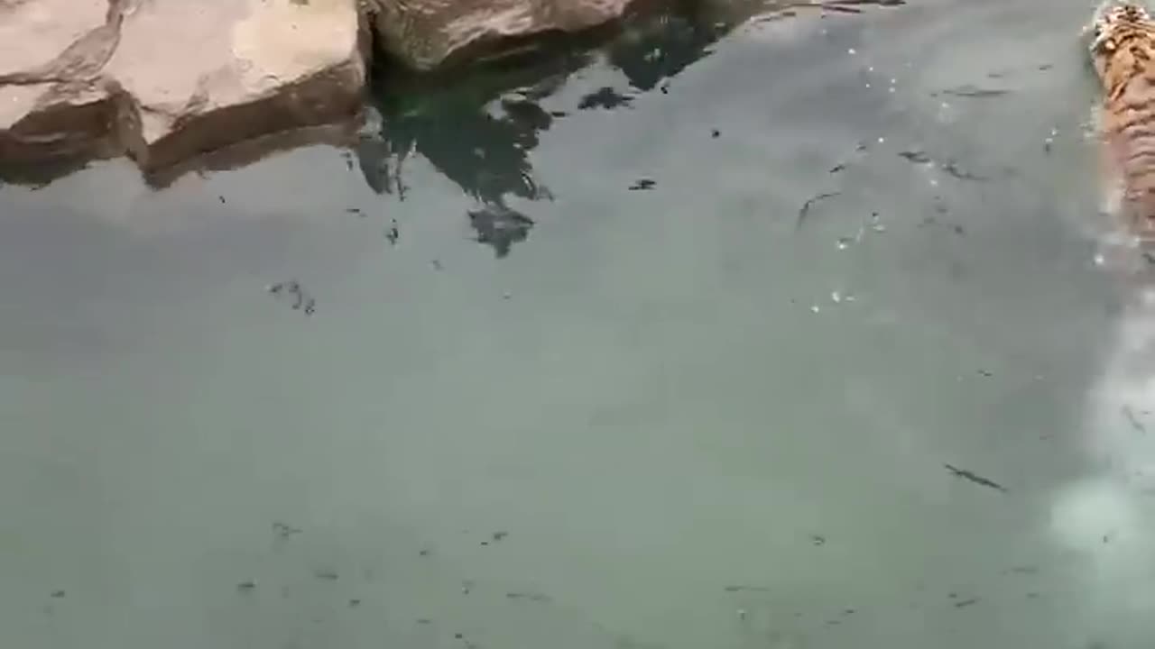 Tiger jumping for food