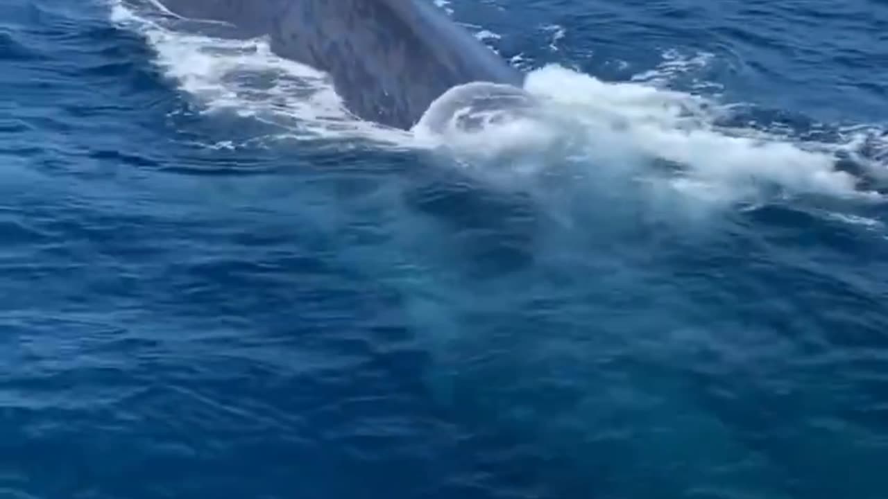 Biggest animal on the planet spawns from the depths!