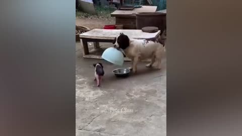 Funny animal videos