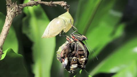 Morpho butterfly emerging time lapse. metamorphosis