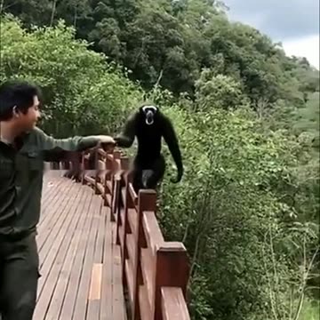 Funny Monkeys make me Happy