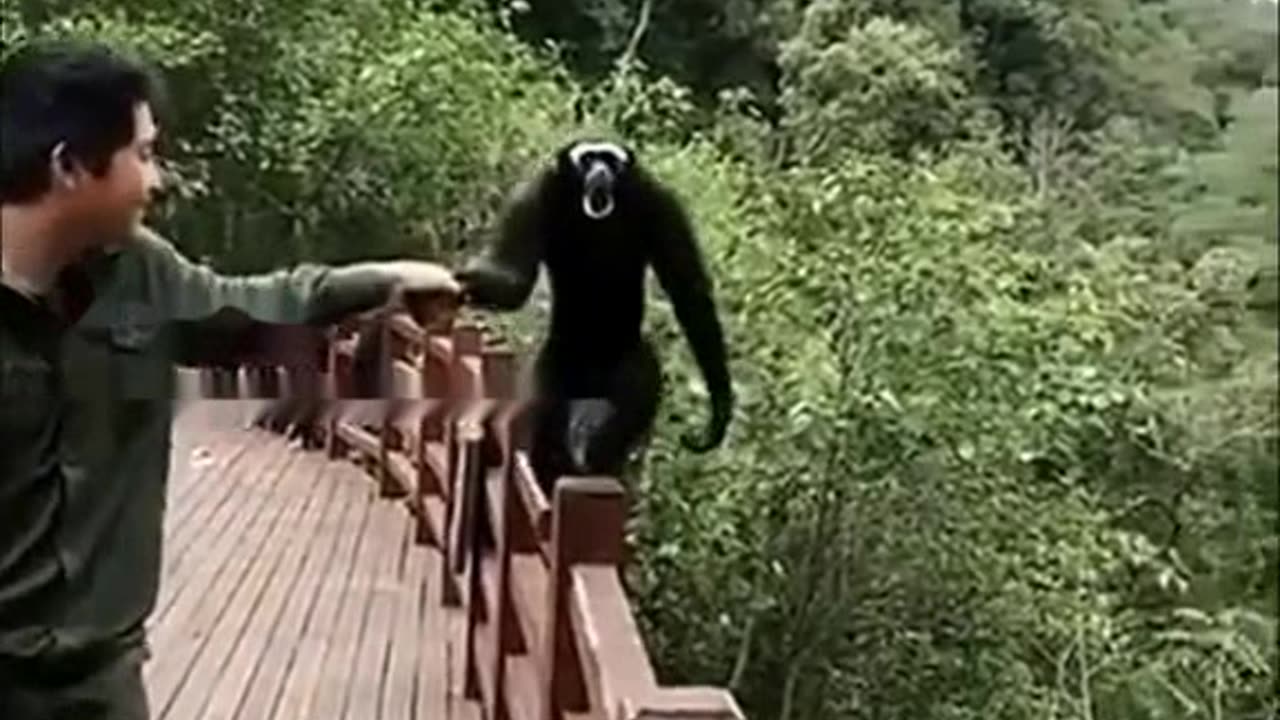 Funny Monkeys make me Happy