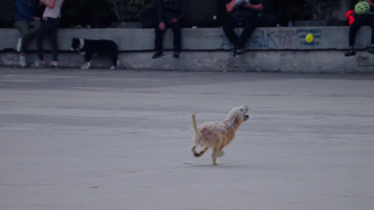 Crazy dog jumping the ball incredible dog challege