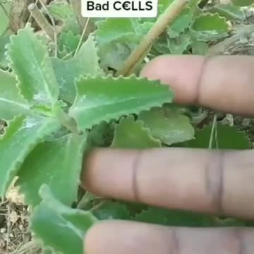 Oregano is one of the most powerful antibiotic herbs that you can use in the treatment of diseases