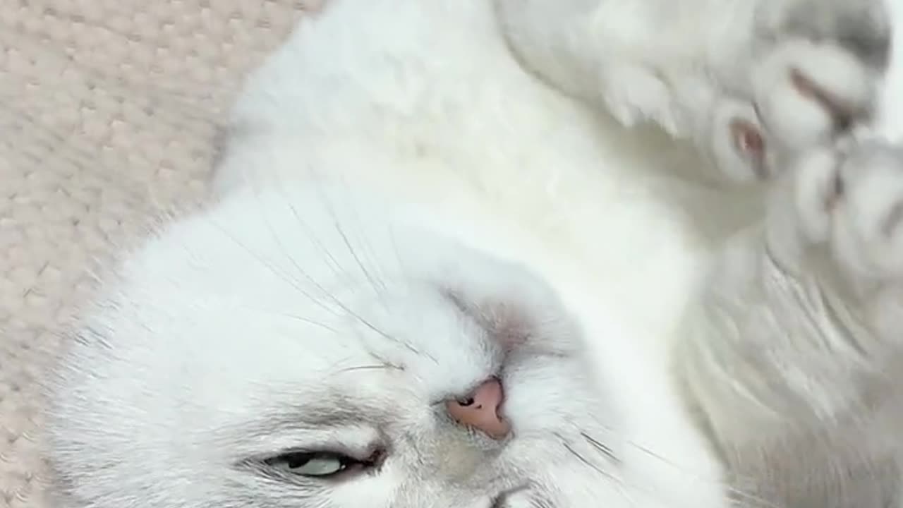 Officer person, I am beautiful