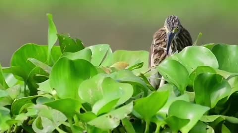 Wildlife is in closer view with a natural perspective.