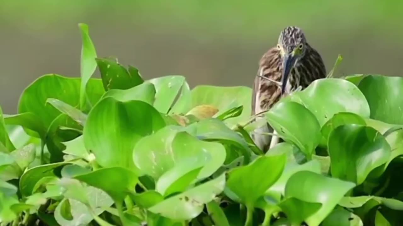 Wildlife is in closer view with a natural perspective.