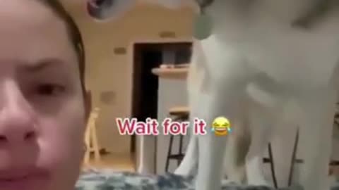 Funny Dog Reaction