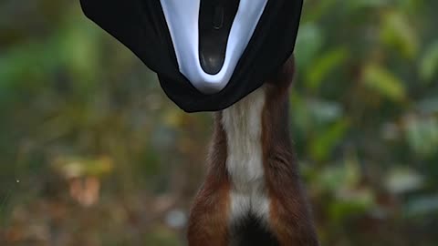 Squirrel Finds Scream Mask