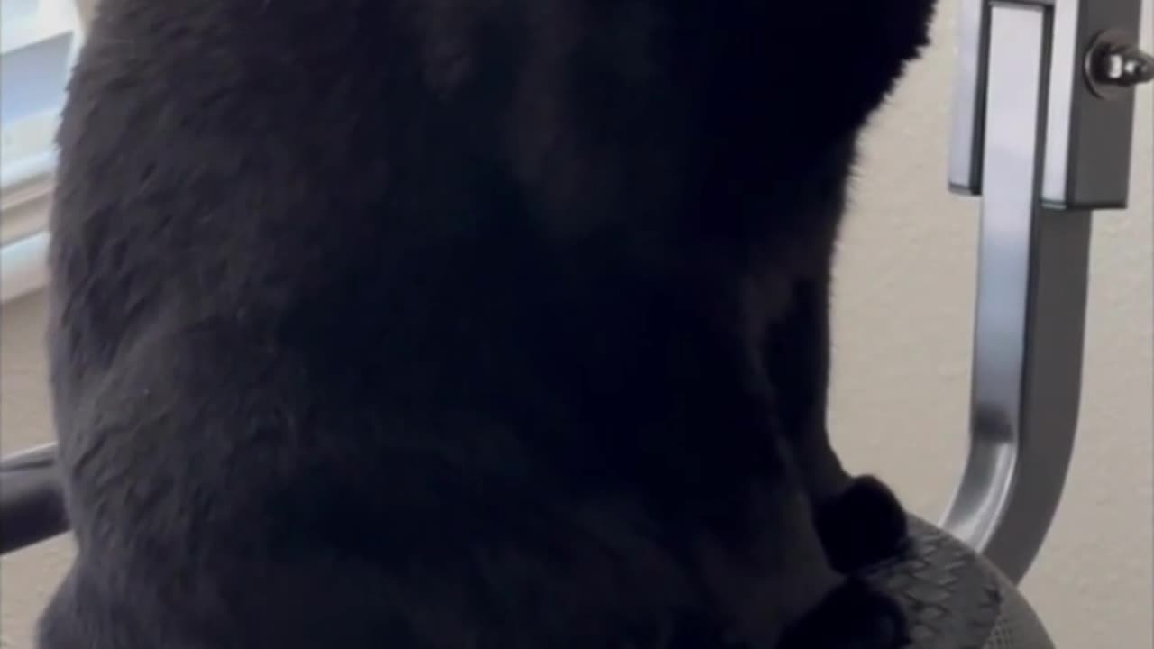 Adopting a Cat from a Shelter Vlog - Cute Precious Piper Shows How to Use the Exercise Bike #shorts