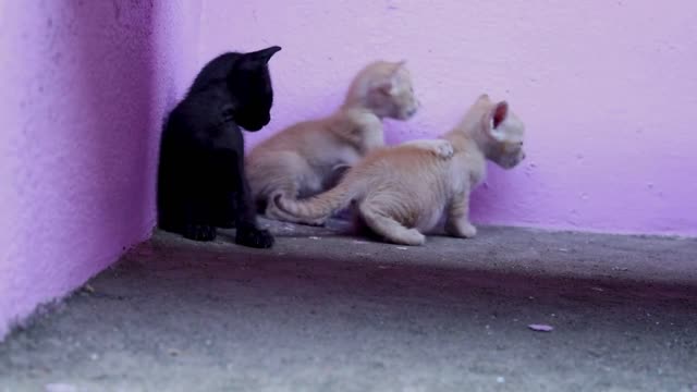 Three little cats are playing on the floor at home. Black and yellow cats